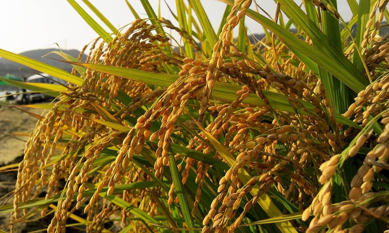 Rice Machine Destined for Togo - Faming Machine
