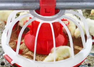 baby chicks feeding machine