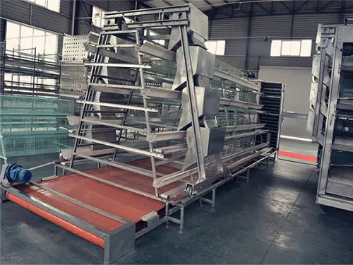 poultry manure removal system equipped with A type chicken cage