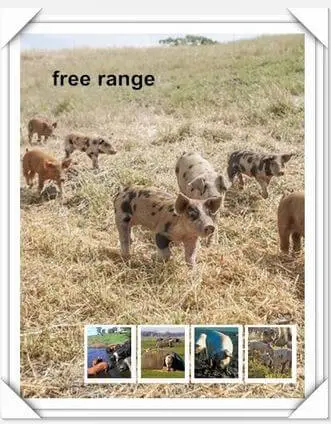 free_range_pig_farming