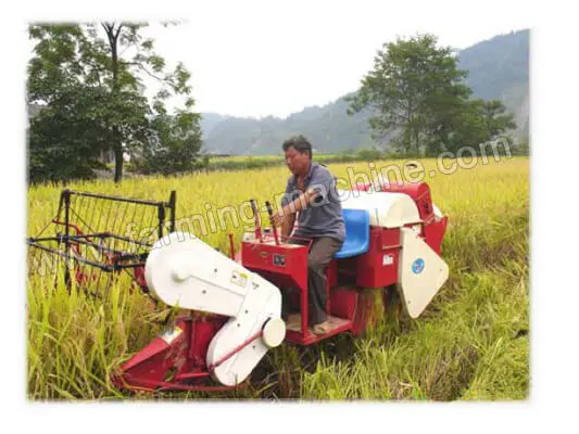 combine rice harvester in farmland