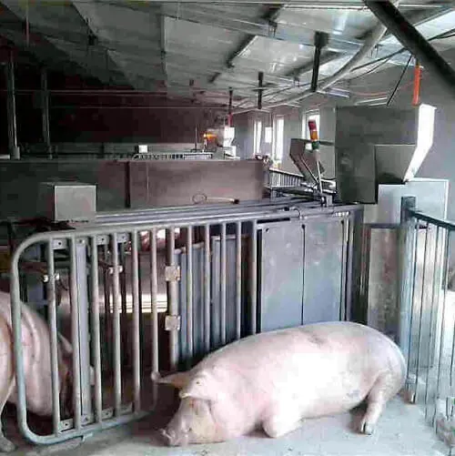 automatic feeding management system of sows