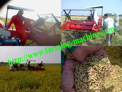 the_middle_rice_harvester_working_process