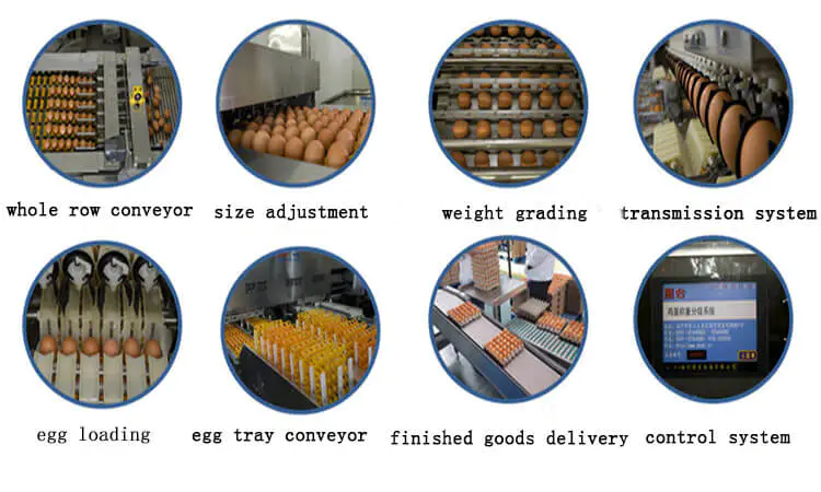 egg packing and grading processing