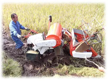 rice harvesting in muddy land