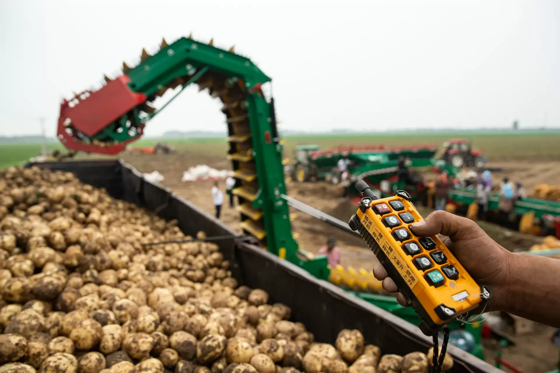 Potato Loading Conveyor