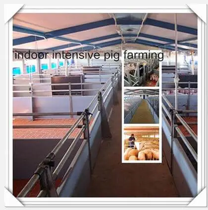 intensive_indoor_pig_farming