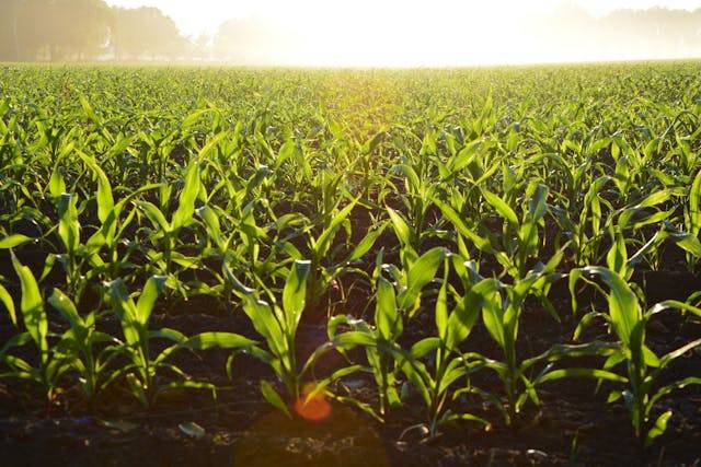 Corn Planting and Harvesting Seasons – Farming and Livestock Machine