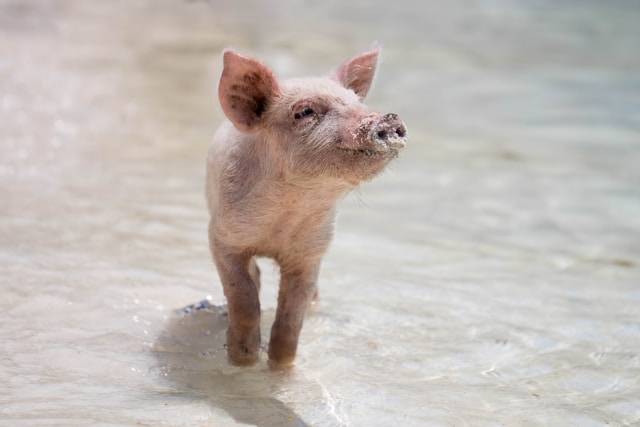 Water Plays a Number of Important Roles for Pig Farming
