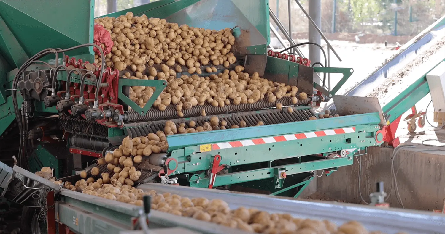 Potato Sorting Machinery