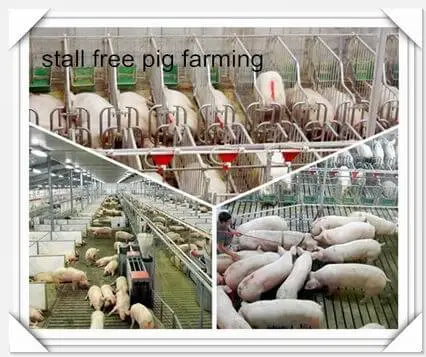 __stall_free_pig_farming