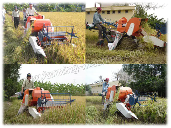 rice harvester working