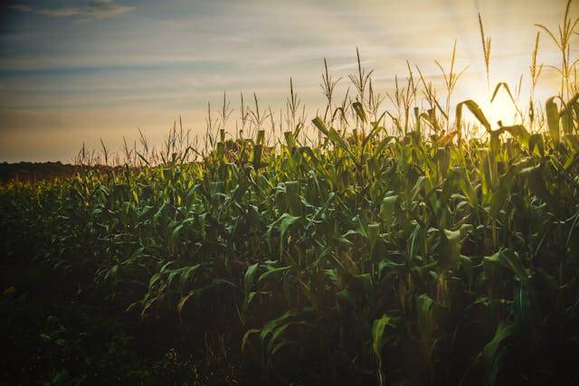 How to Plant Weed-free Corn Patch