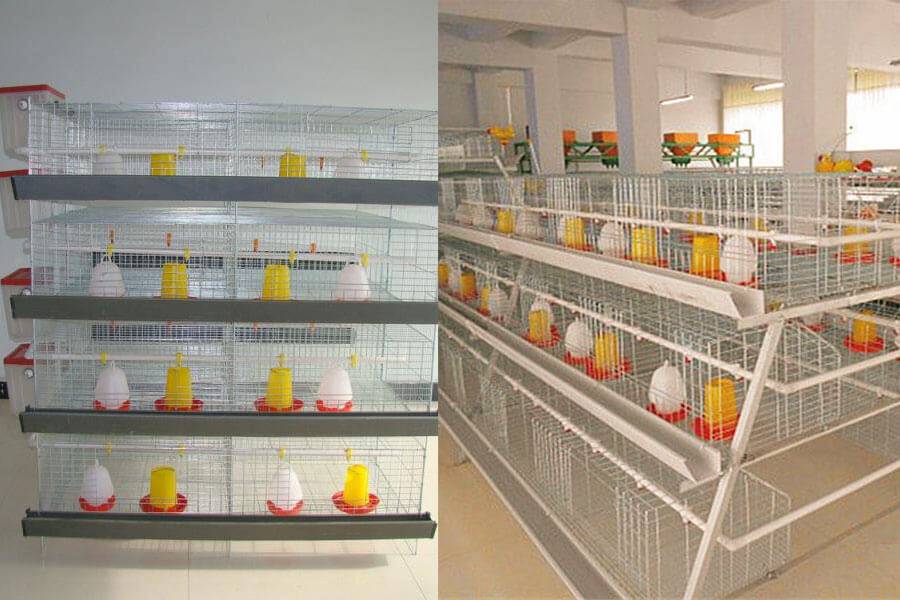 Baby Chick Battery Cage