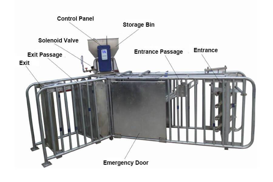 Automatic Feeding System of Sows