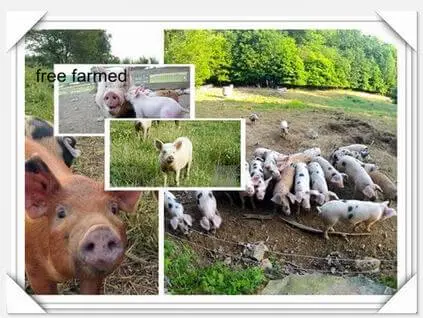 _free_farmed_pig_farming