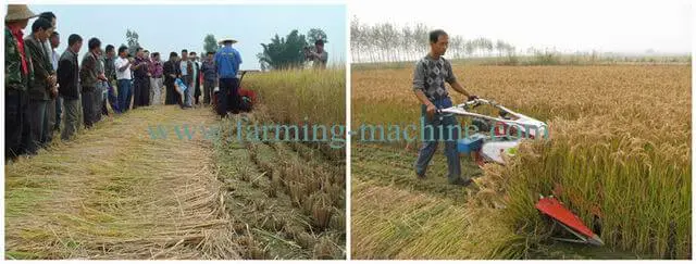 _rice_reaper_working_in_paddy_field