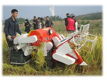 dry land rice harvesting
